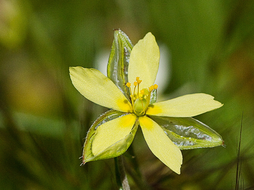 Farolillos, jarilla de hoja de romero (Helianthemum aegyptiacum (L.) Miller)