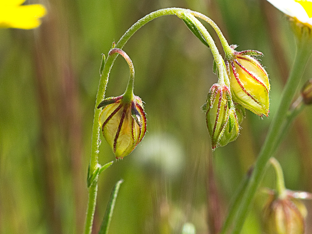 Farolillos, jarilla de hoja de romero (Helianthemum aegyptiacum (L.) Miller)