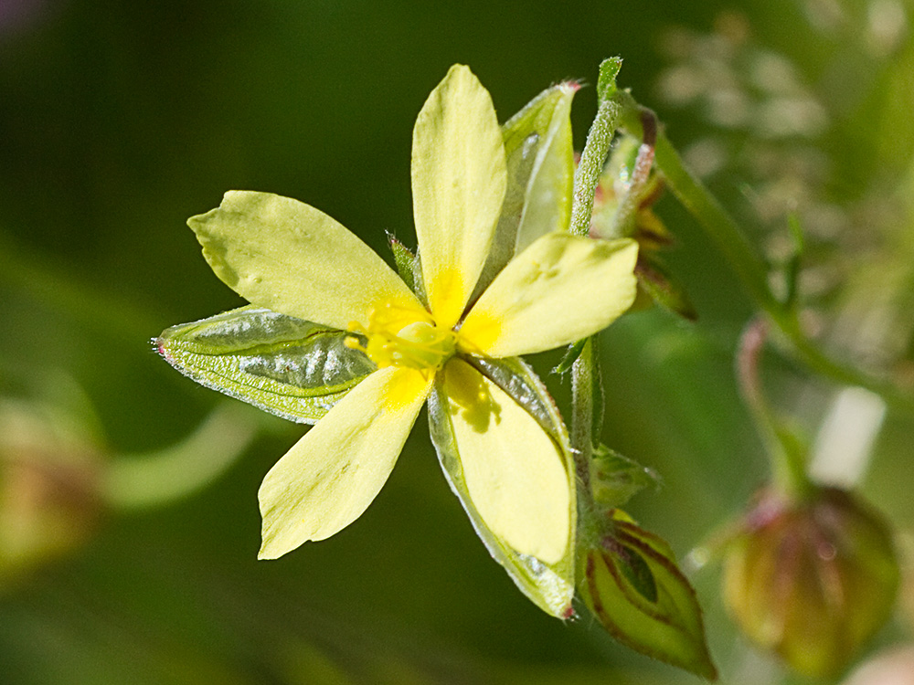 Farolillos, jarilla de hoja de romero (Helianthemum aegyptiacum (L.) Miller)