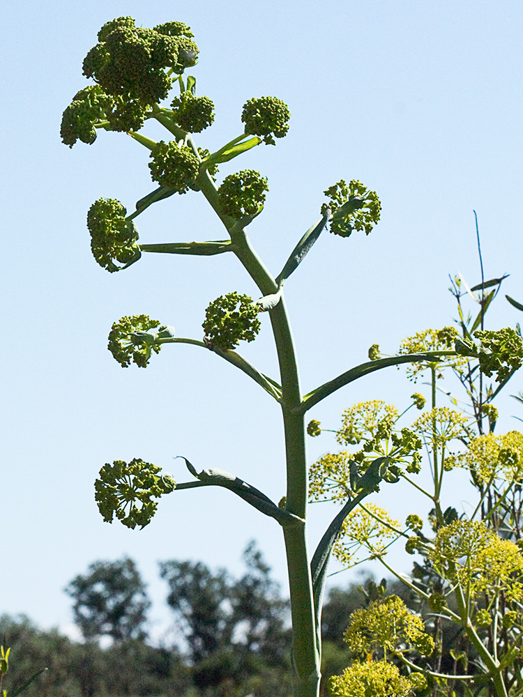 La cañaheja (Ferula communis)