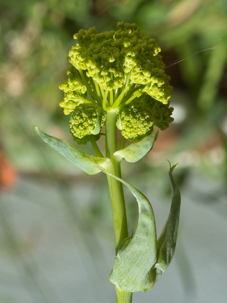 La cañaheja (Ferula communis)