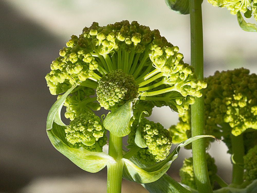 La cañaheja (Ferula communis)