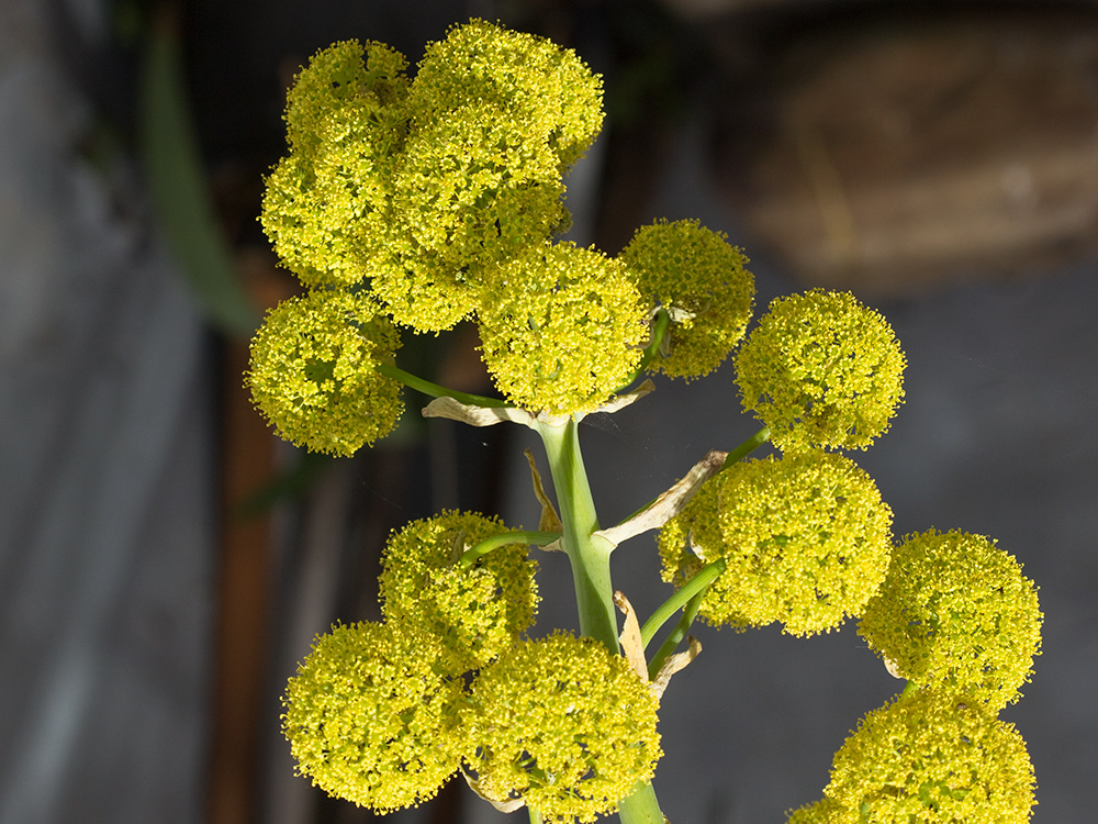 La cañaheja (Ferula communis)