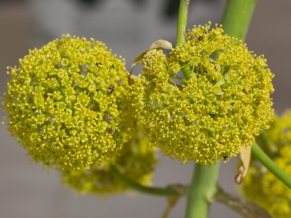 La cañaheja (Ferula communis)