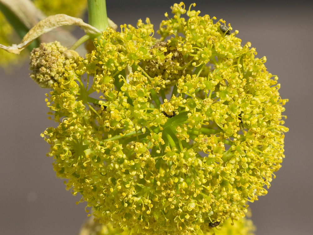 La cañaheja (Ferula communis)