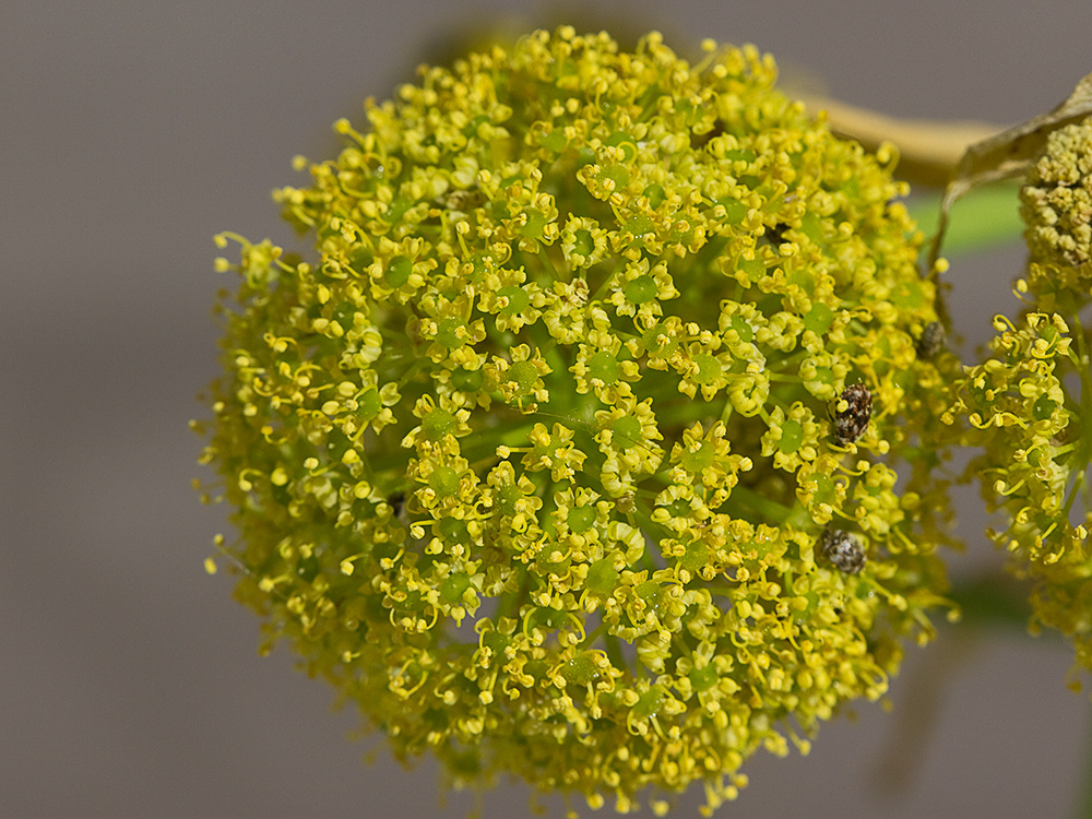 La cañaheja (Ferula communis)