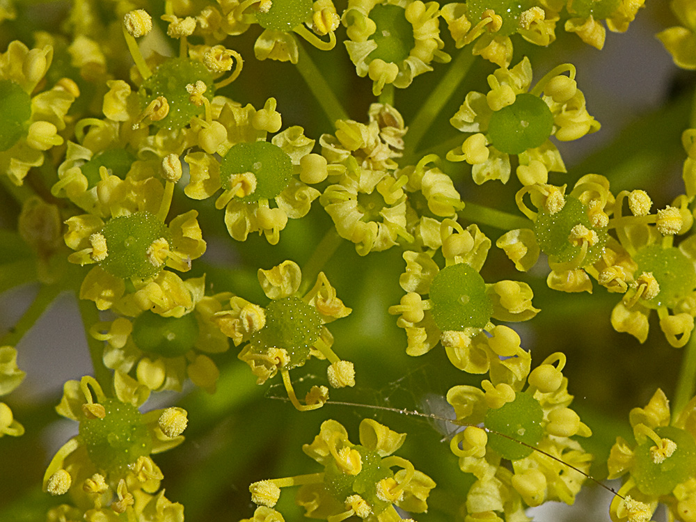 La cañaheja (Ferula communis)