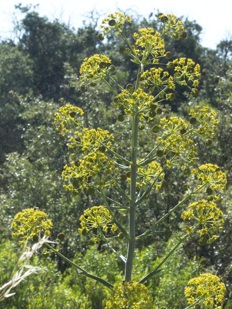 La cañaheja (Ferula communis)