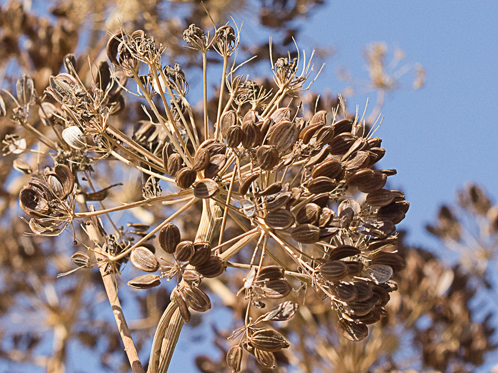 La cañaheja (Ferula communis)