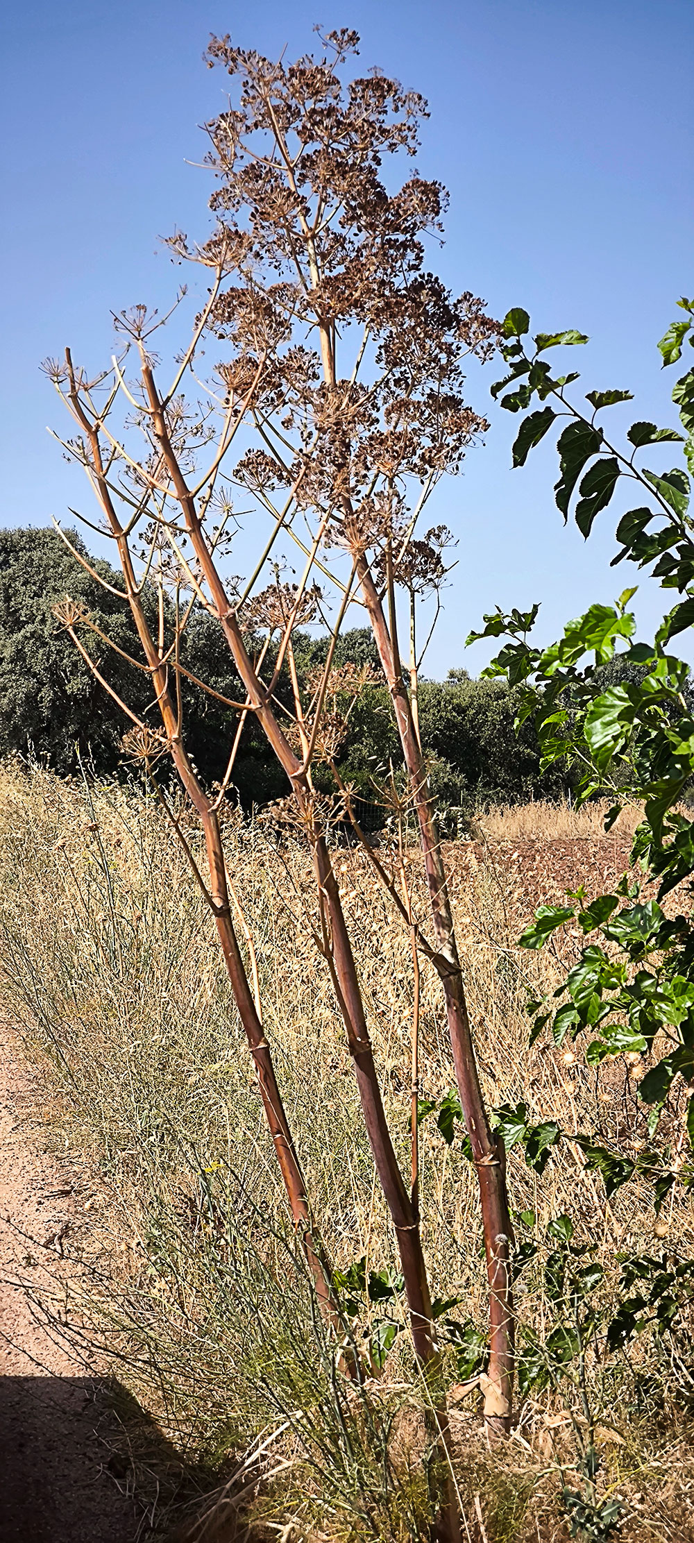 La cañaheja (Ferula communis)