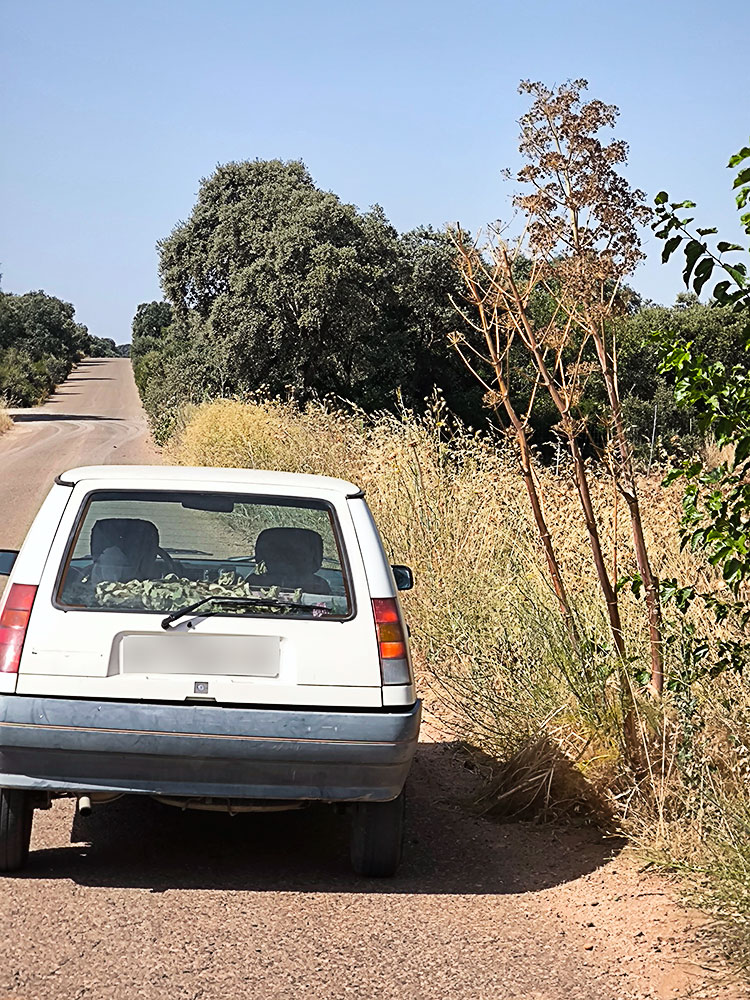 La cañaheja ya seca(Ferula communis)