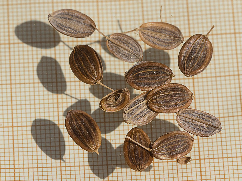 Fruto de la cañaheja (Ferula communis)