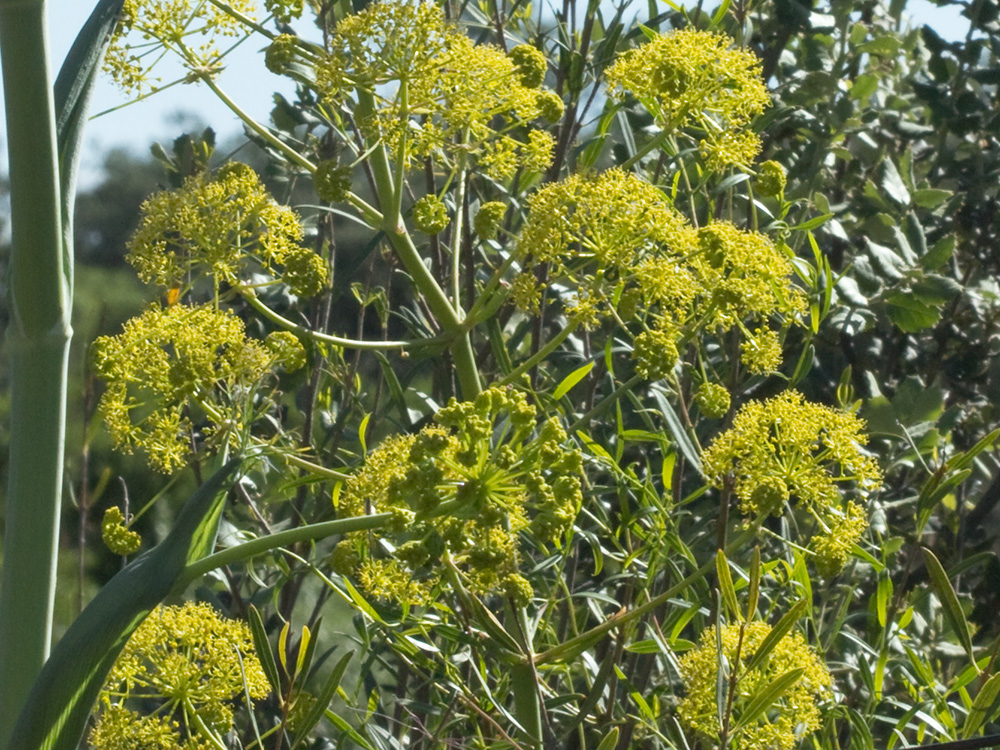La cañaheja (Ferula communis)