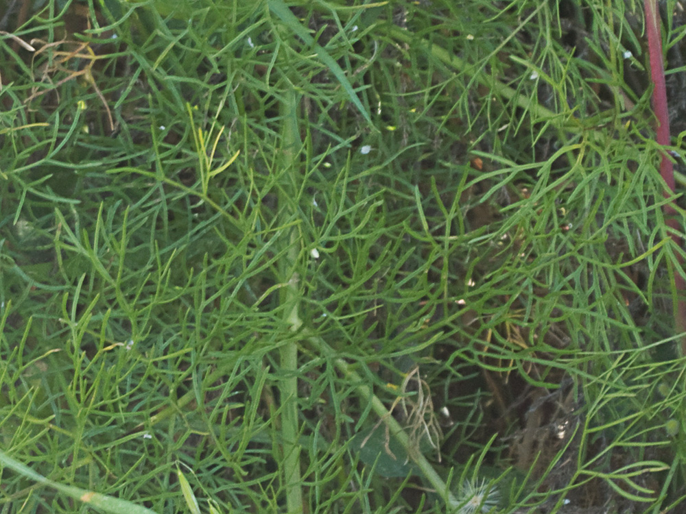 La cañaheja (Ferula communis)