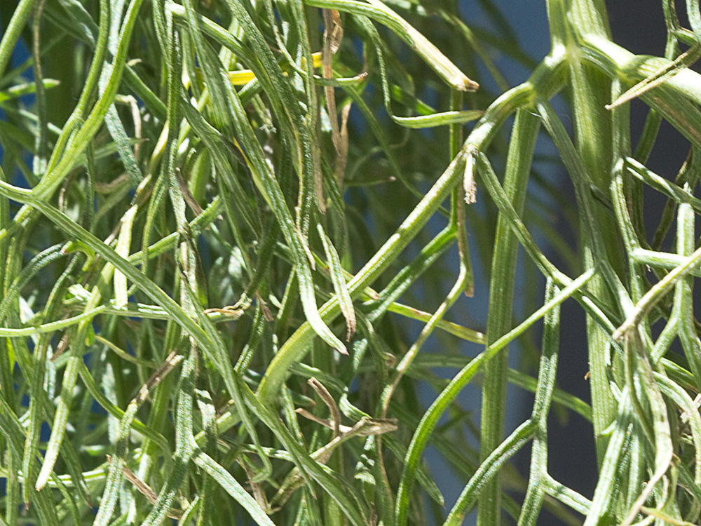 La cañaheja (Ferula communis)