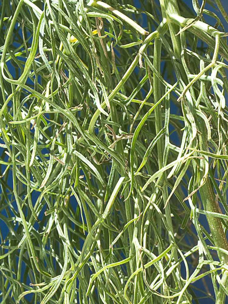 La cañaheja (Ferula communis)