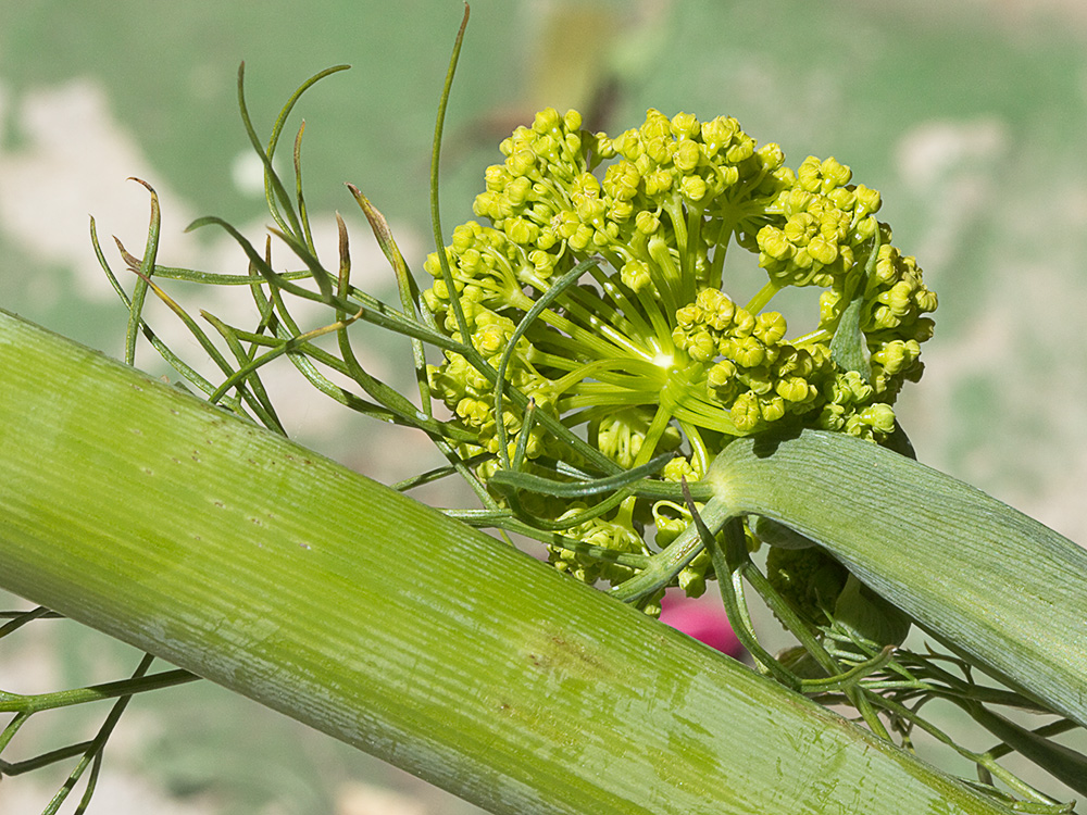 La cañaheja (Ferula communis)