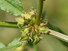 Rumex pulcher, romaza