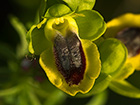 Abejera amarilla (Ophrys lutea)