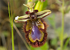 Orquídea abeja u orquídea espejo (Ophrys speculum)