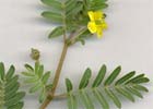 Tribulus terrestris, Abrojos, abreojos