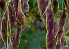 Robinia pseudoacacia, Acacia falsa