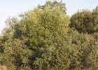 Olea europaea sylvestris. Acebuche