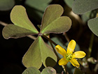 Oxalis corniculata. Acedera de campo