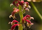 Rumex bucephalophorus, Acedera de lagarto