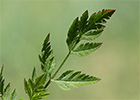 Acedera menor (Torilis japonica)