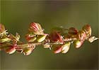 Rumex acetosella, Acetosilla, acederilla