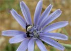 Cichorium intybus. Achicoria silvestre