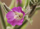 Epilobium hirsutum. Adelfilla pelosa