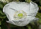 Adormidera (Papaver somniferum var. nigrum)