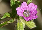 Geranium pusillum. Agujas de Salamanca