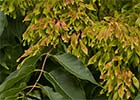 Ailanthus altissima, Ailanto