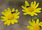 Senecio gallicus, Ajenjo