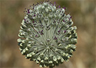 Ajo de arroyo (Allium guttatum subsp. sardoum)