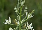 Ornithogalum narbonense. Ajo de lobo