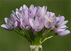 Ajo rosado, ajo de culebra o ajo campesino (Allium roseum)