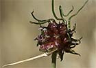 Ajo silvestre, Allium vineale