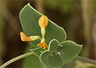 Alacranera (Coronilla scorpioides)