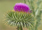  Alcachofa borriquera (Onopordum acanthium)