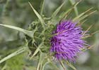 Silybum marianum, Alcachofas (cardo)