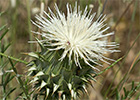 Alcachofilla (Cynara humilis L.)