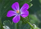 Geranium lucidum. Alfileres