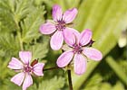 Erodium cicutarium. Agujas, alfileritos