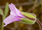 Alfileteras o pico de grulla (Erodium botrys (Cav.) Bertol.)