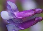 Vicia cracca , Algarrobilla de monte