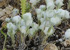 Algodoncillos (Bombycilaena discolor)